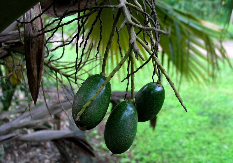 Koolau Range Pritchardia photo 2