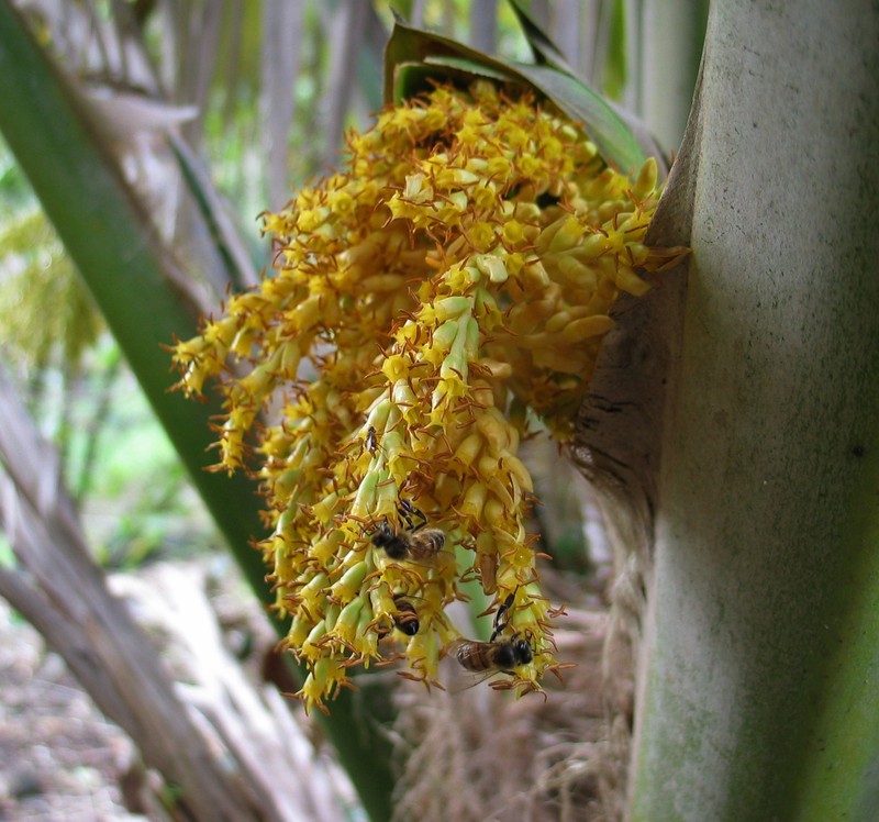 Koolau Range Pritchardia photo 4