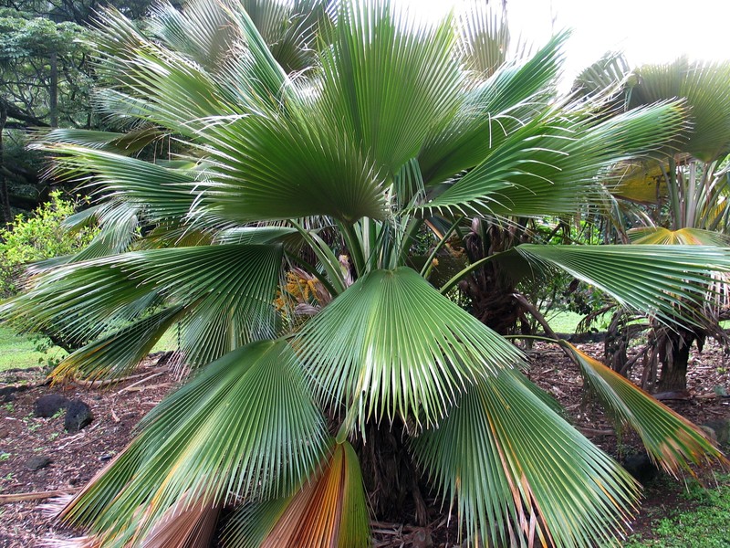 Koolau Range Pritchardia