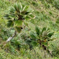 Koolau Range Pritchardia