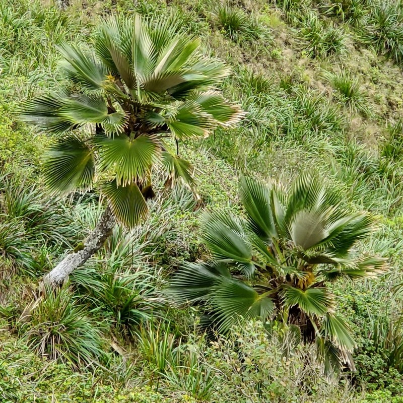 Koolau Range Pritchardia