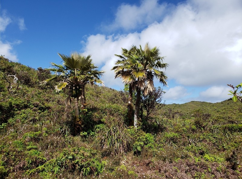 Koolau Range Pritchardia photo 2