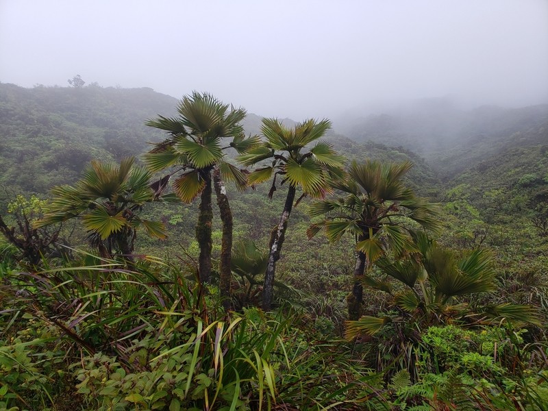 Koolau Range Pritchardia photo 3