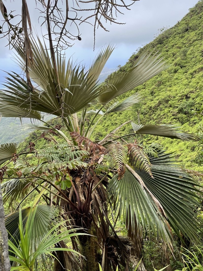 Koolau Range Pritchardia photo 4