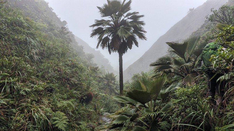 Koolau Range Pritchardia photo 5