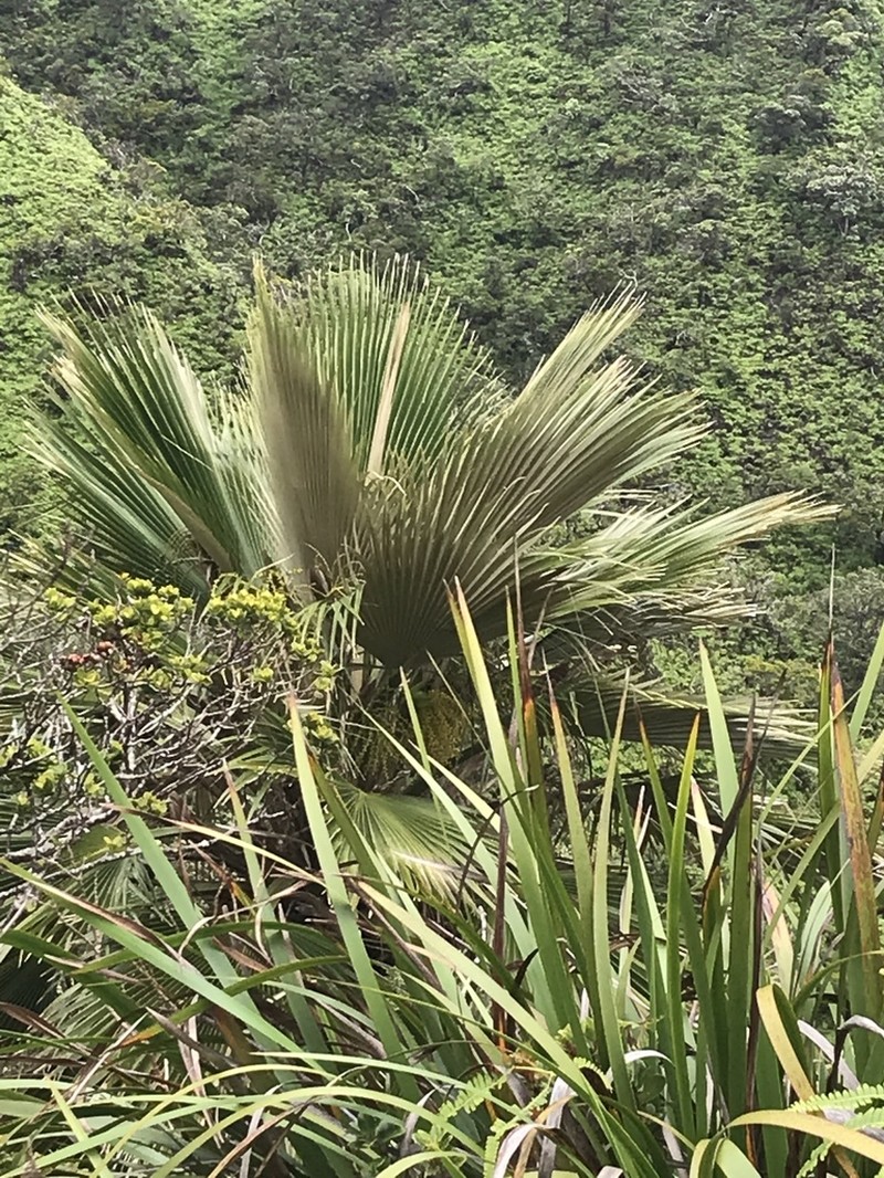 Koolau Range Pritchardia photo 6