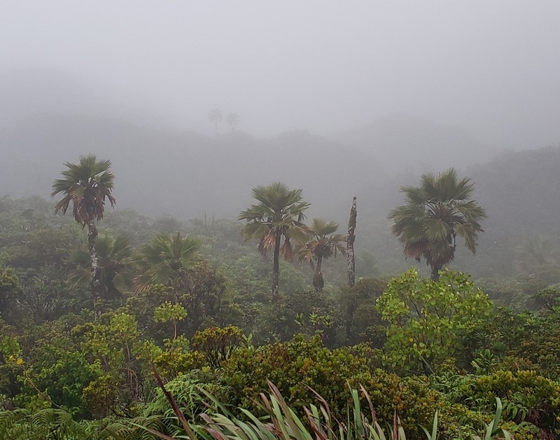 Koolau Range Pritchardia photo 7