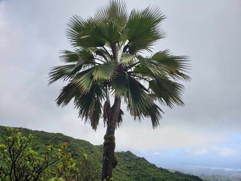 Koolau Range Pritchardia photo 8