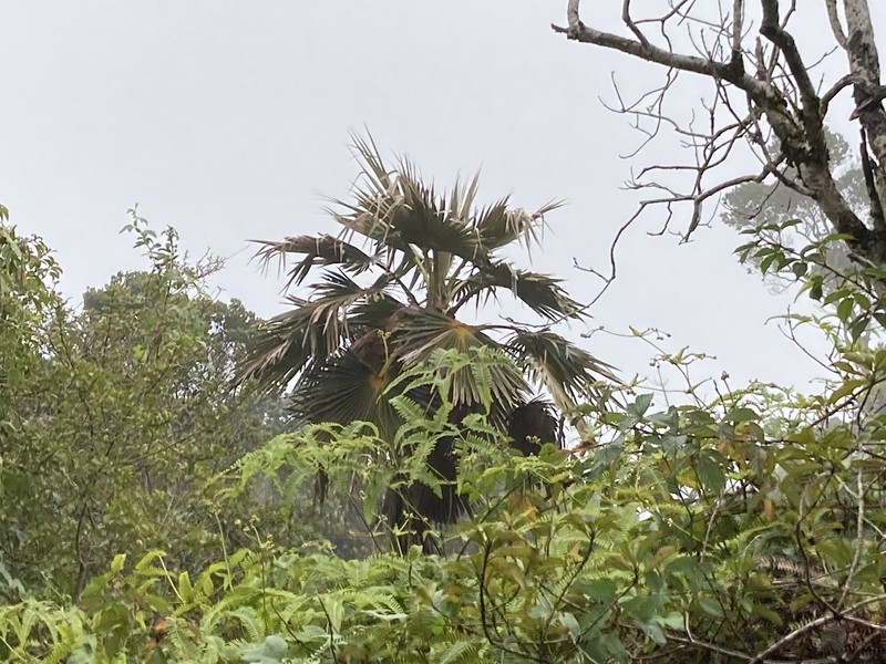 Alakai Swamp Pritchardia photo 5