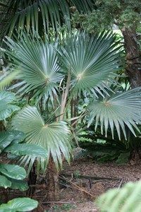 Alakai Swamp Pritchardia