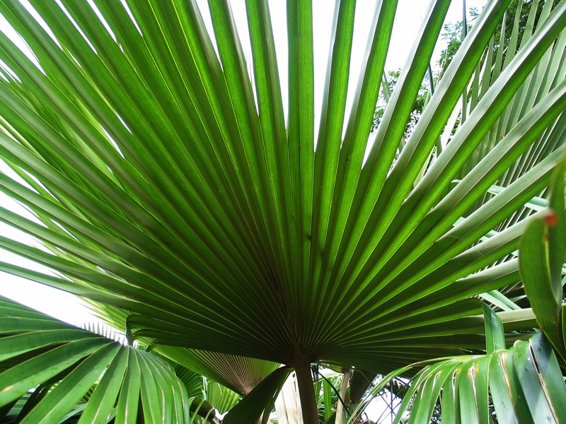 Alakai Swamp Pritchardia photo 2