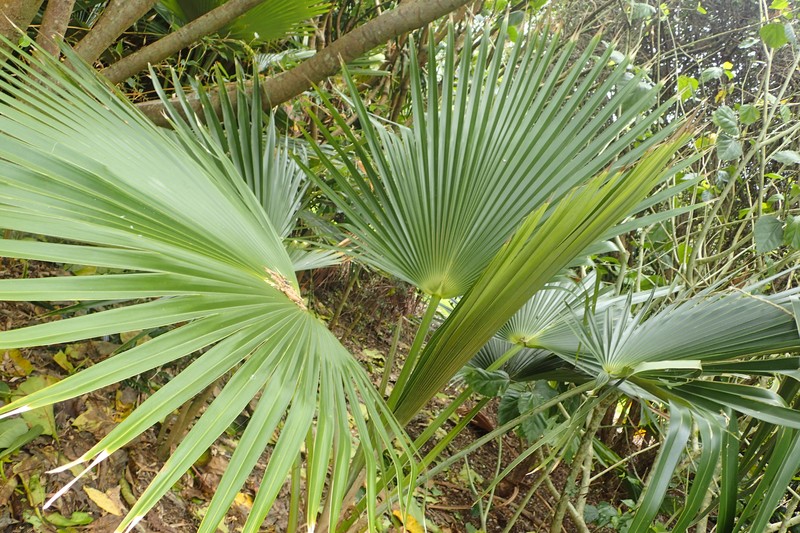 Alakai Swamp Pritchardia photo 3