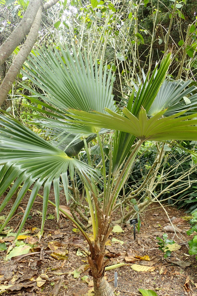 Alakai Swamp Pritchardia photo 4
