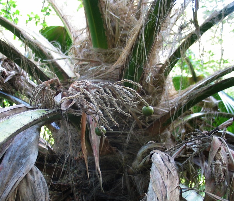 Kamalo Pritchardia photo 4