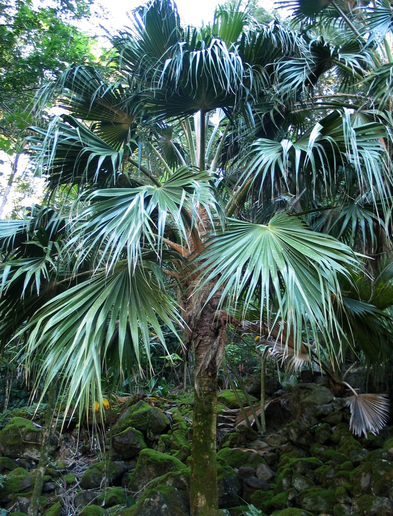 Kamalo Pritchardia photo 5