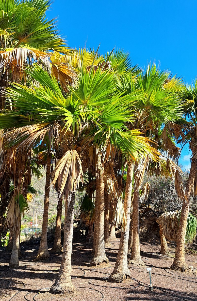 Kamalo Pritchardia photo 3
