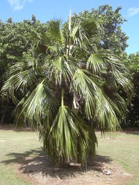 Kamalo Pritchardia
