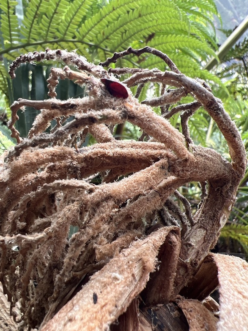 Kamalo Pritchardia photo 5