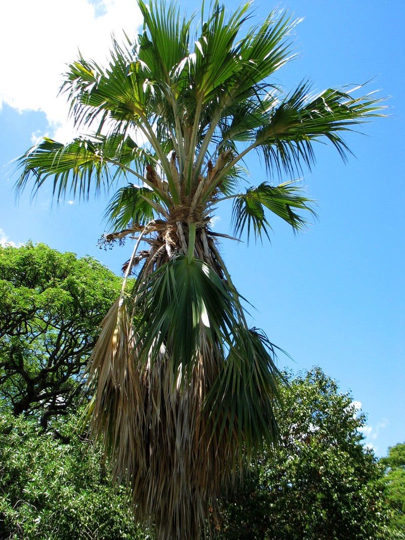 Nihoa Pritchardia photo 5