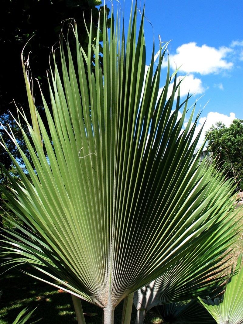 Nihoa Pritchardia photo 2