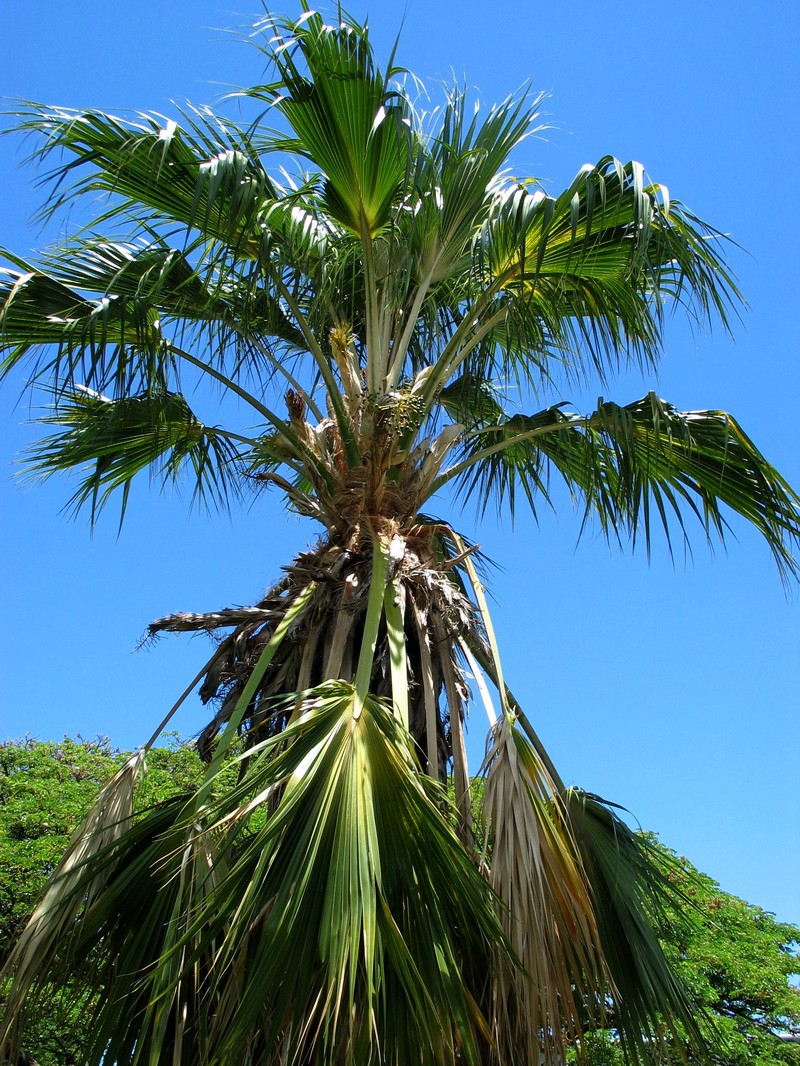 Nihoa Pritchardia photo 3