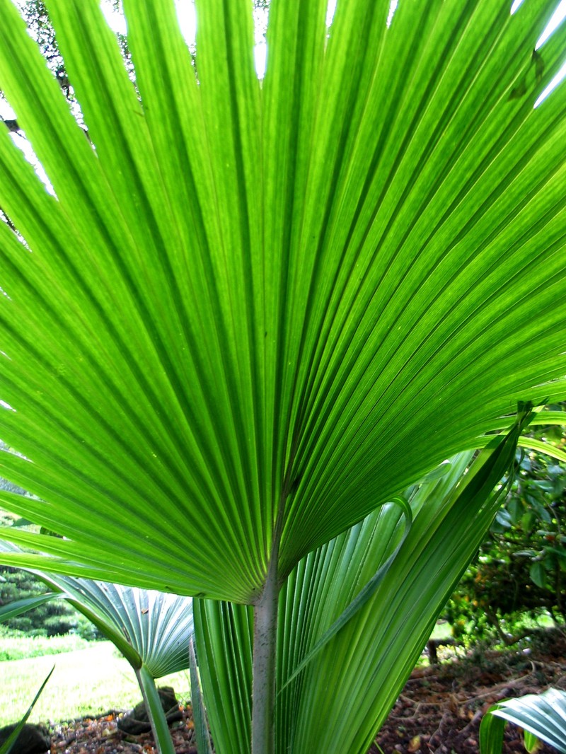 Nihoa Pritchardia photo 4