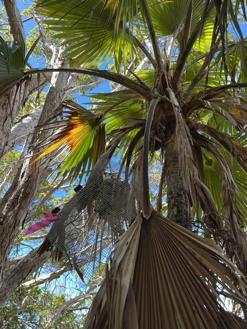 Limahuli Valley Pritchardia photo 3