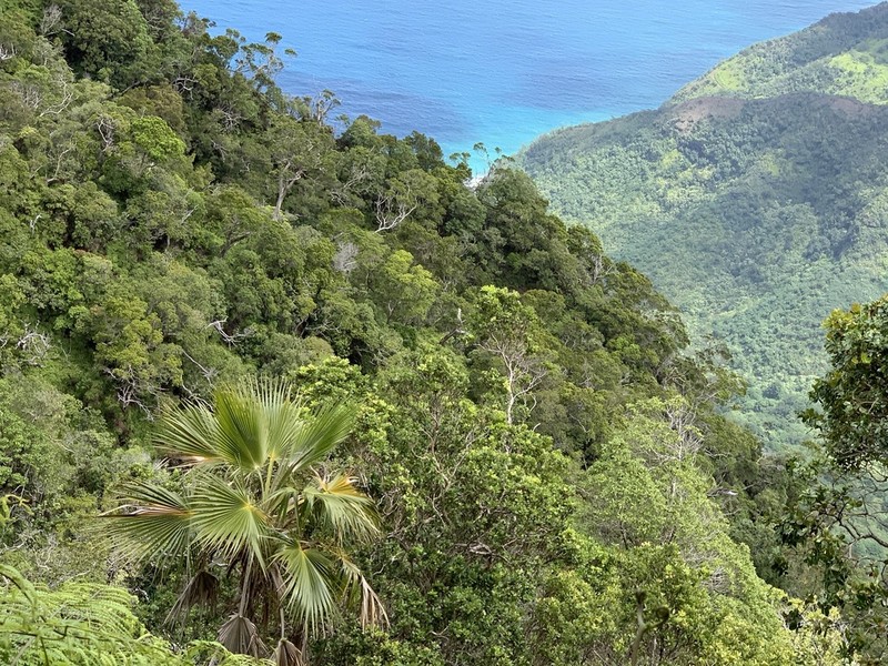 Limahuli Valley Pritchardia photo 4