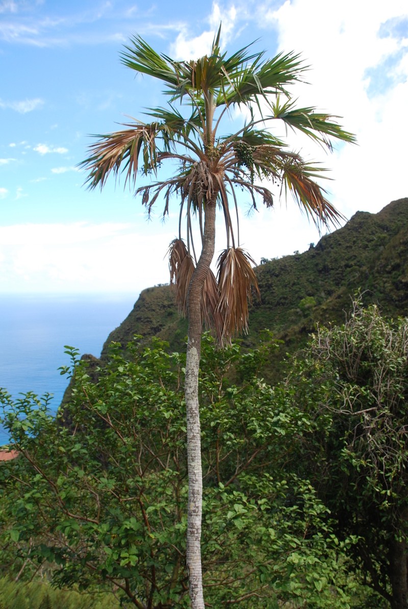 Limahuli Valley Pritchardia photo 6