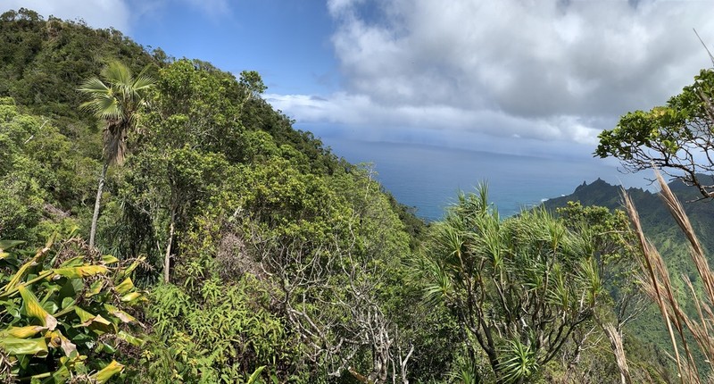 Nihoa Pritchardia photo 4