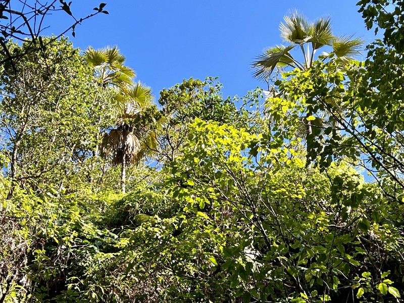 Wai'Oli Valley Pritchardia