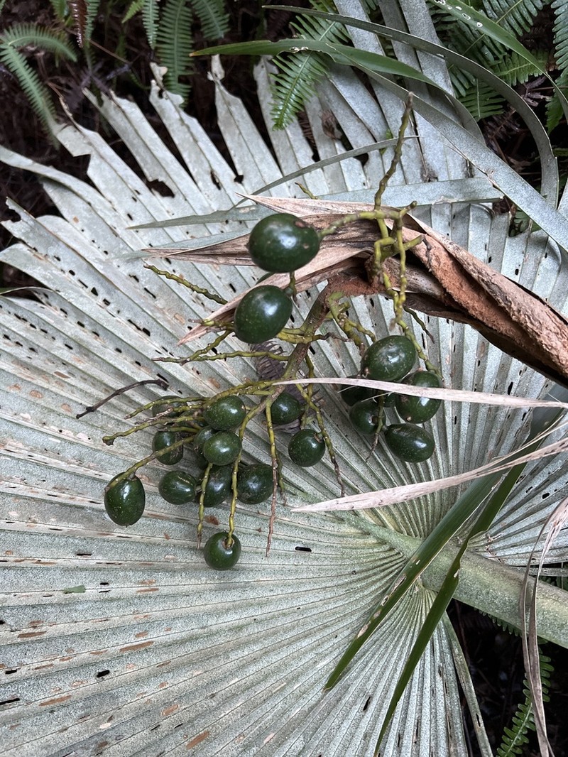 Wai'Oli Valley Pritchardia photo 2