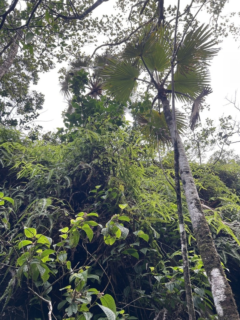 Wai'Oli Valley Pritchardia photo 3