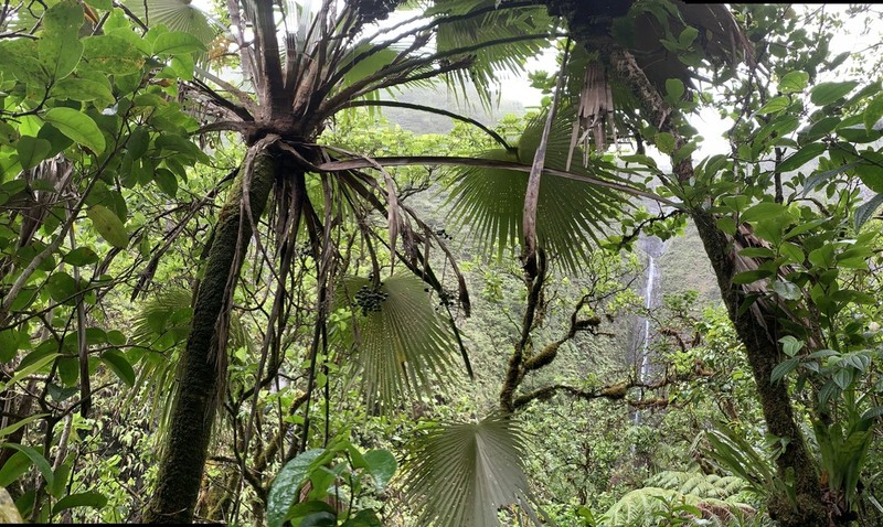 Wai'Oli Valley Pritchardia photo 5
