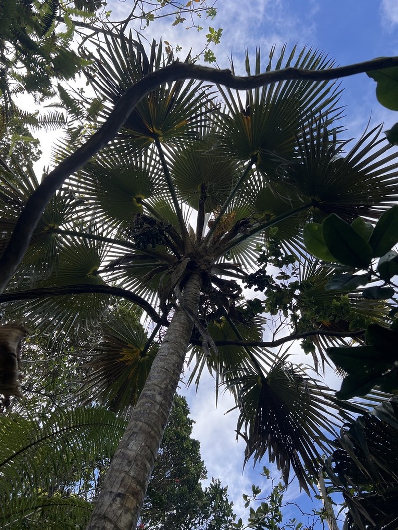 Wai'Oli Valley Pritchardia photo 6