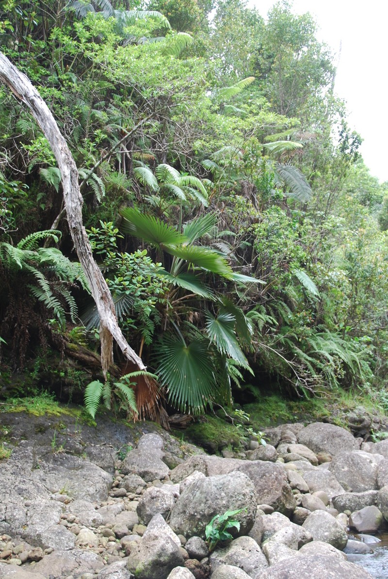 Wai'Oli Valley Pritchardia photo 8