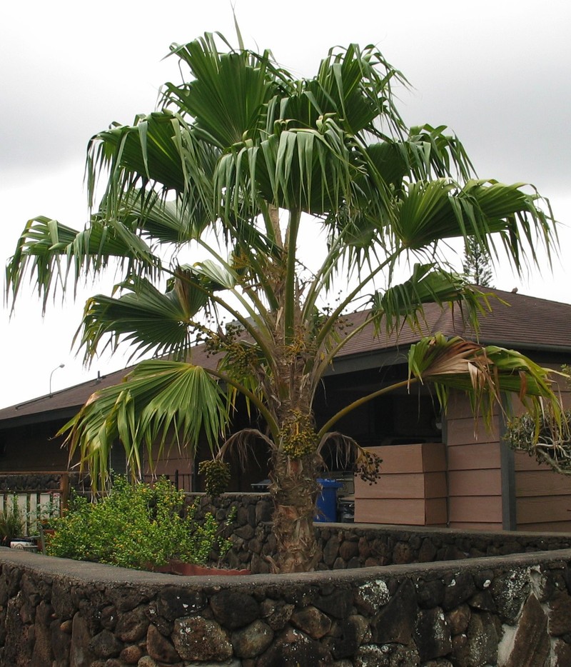 Nihoa Pritchardia photo 2