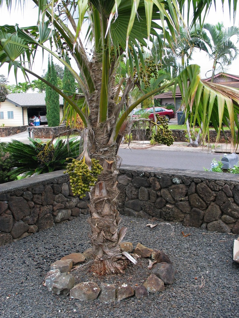 Nihoa Pritchardia photo 3