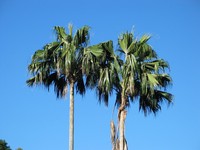 Nihoa Pritchardia