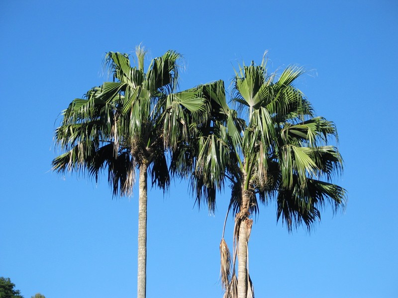 Nihoa Pritchardia