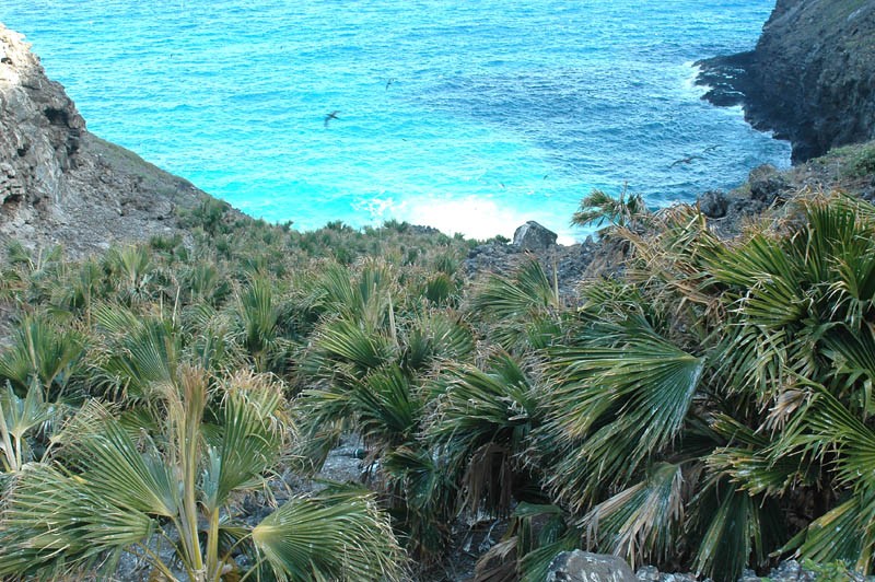 Nihoa Pritchardia photo 4