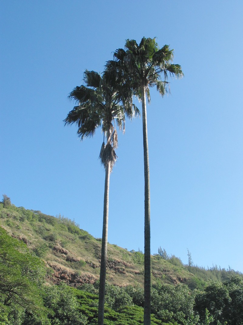 Nihoa Pritchardia photo 5