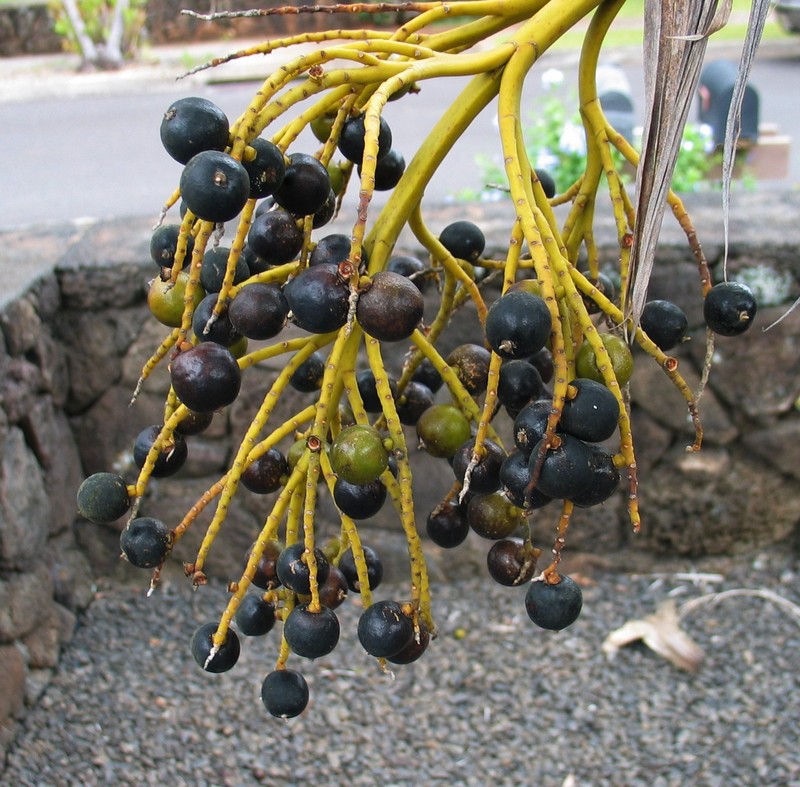 Nihoa Pritchardia photo 6