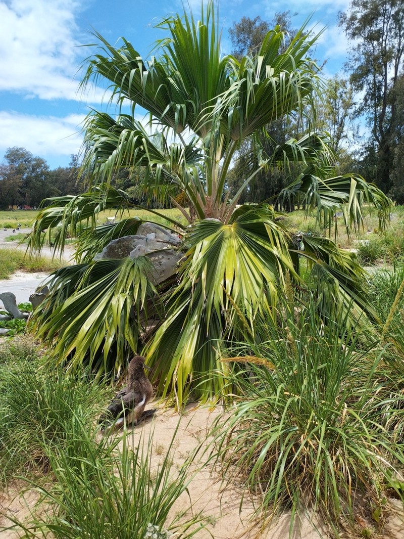 Nihoa Pritchardia photo 4