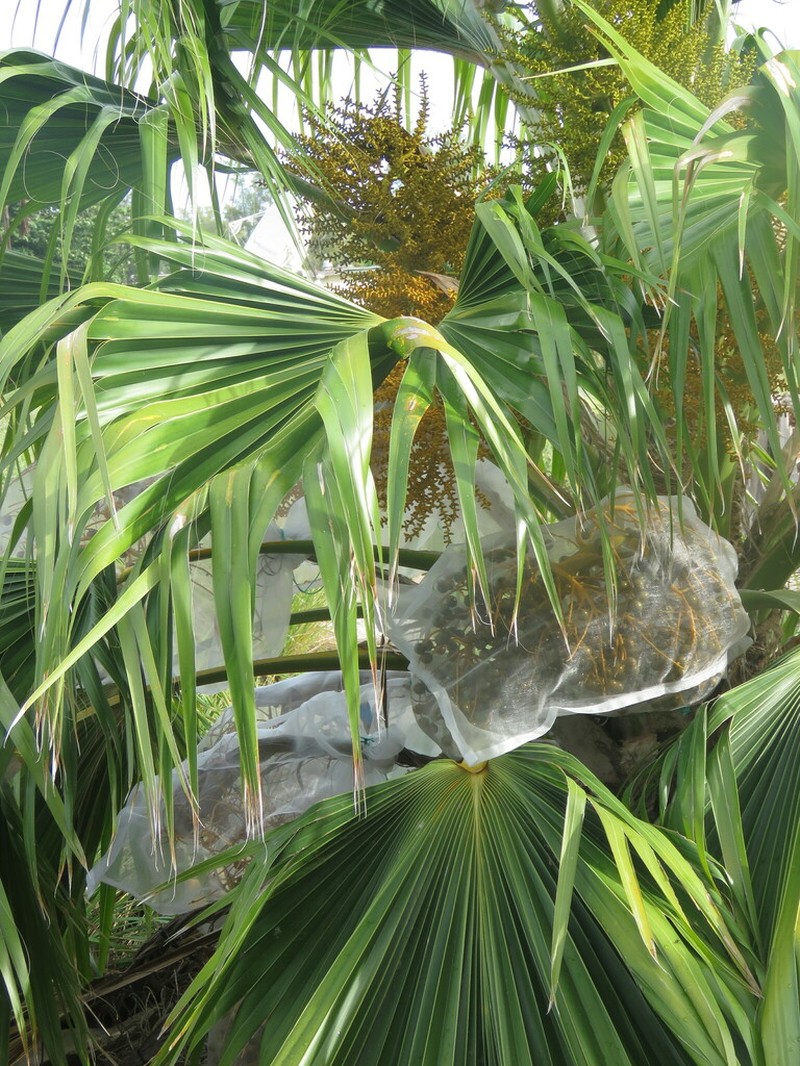 Nihoa Pritchardia photo 8