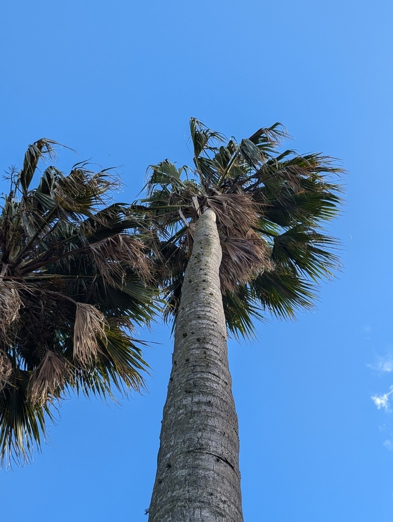 Nihoa Pritchardia photo 5