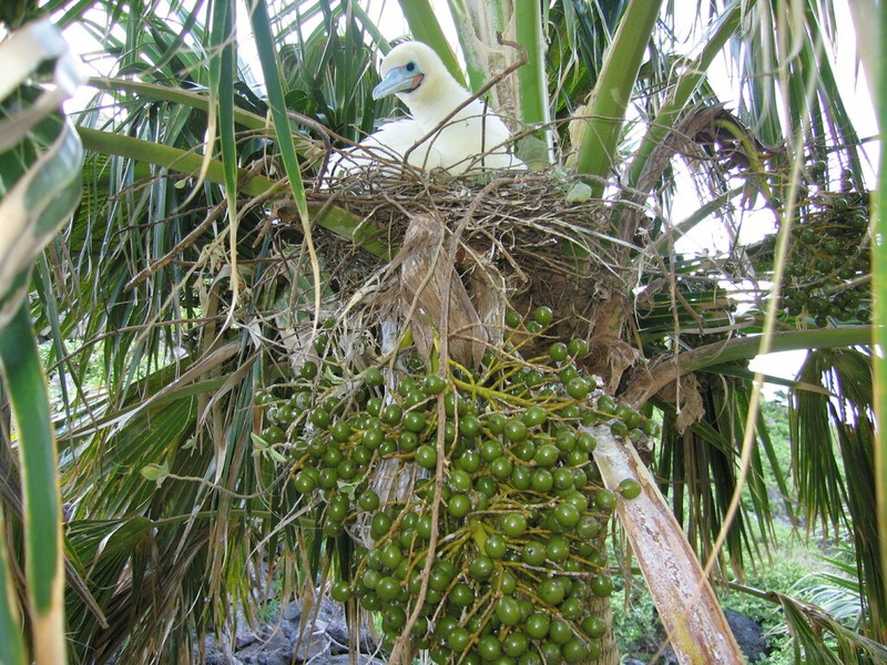 Nihoa Pritchardia photo 6