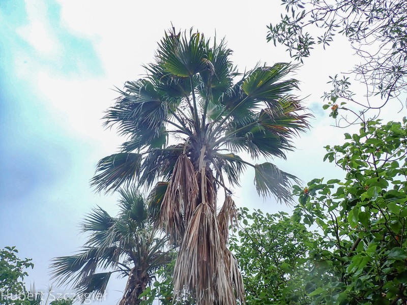 Nihoa Pritchardia photo 7