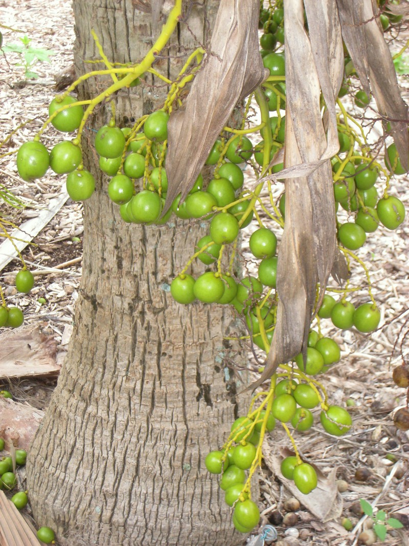 Lands Of Papa Pritchardia photo 6