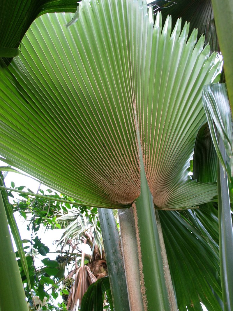Lands Of Papa Pritchardia photo 7